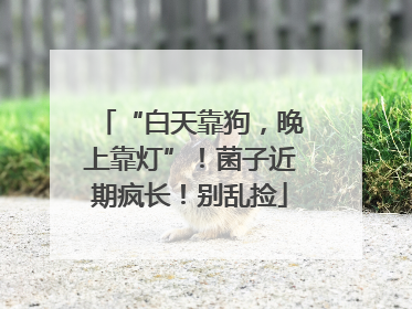 “白天靠狗，晚上靠灯”！菌子近期疯长！别乱捡