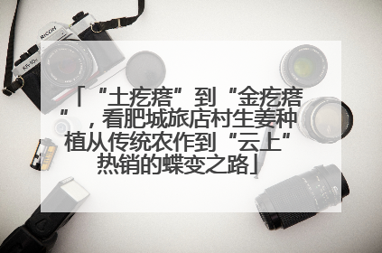 “土疙瘩”到“金疙瘩”，看肥城旅店村生姜种植从传统农作到“云上”热销的蝶变之路