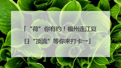 “荷”你有约！福州连江夏日“顶流”等你来打卡→
