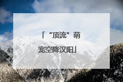 “顶流”萌宠空降汉阳