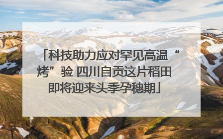 科技助力应对罕见高温“烤”验 四川自贡这片稻田即将迎来头季孕穗期