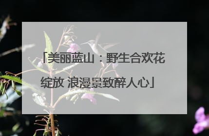 美丽蓝山：野生合欢花绽放 浪漫景致醉人心