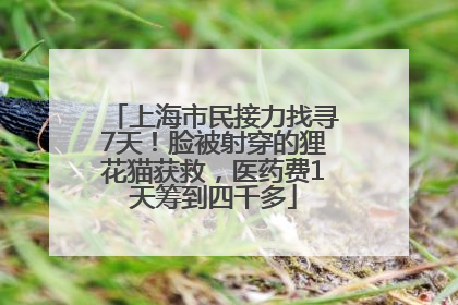 上海市民接力找寻7天！脸被射穿的狸花猫获救，医药费1天筹到四千多