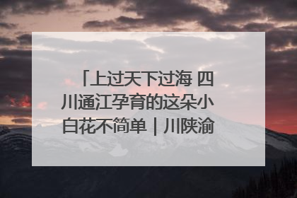 上过天下过海 四川通江孕育的这朵小白花不简单｜川陕渝网络名人巴中行