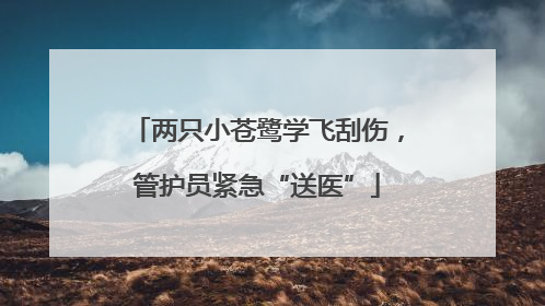 两只小苍鹭学飞刮伤，管护员紧急“送医”
