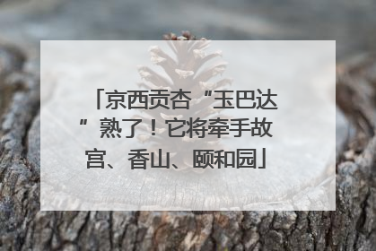 京西贡杏“玉巴达”熟了！它将牵手故宫、香山、颐和园