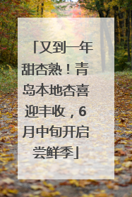 又到一年甜杏熟！青岛本地杏喜迎丰收，6月中旬开启尝鲜季