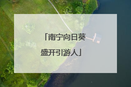 南宁向日葵盛开引游人