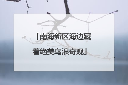 南海新区海边藏着绝美鸟浪奇观