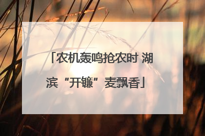 农机轰鸣抢农时 湖滨“开镰”麦飘香