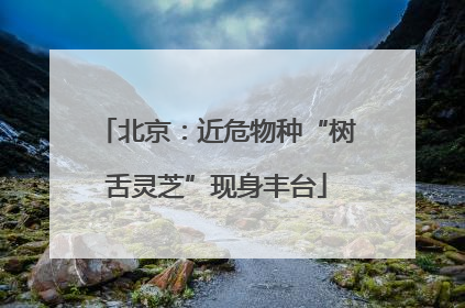 北京：近危物种“树舌灵芝”现身丰台