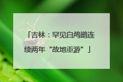 吉林：罕见白鸬鹚连续两年“故地重游”