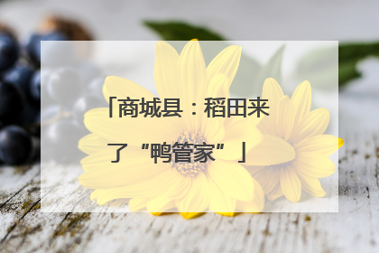 商城县：稻田来了“鸭管家”