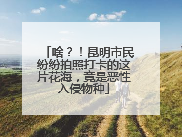 啥？！昆明市民纷纷拍照打卡的这片花海，竟是恶性入侵物种