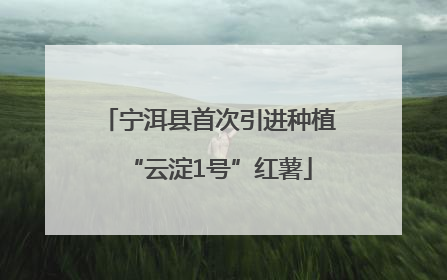 宁洱县首次引进种植“云淀1号”红薯