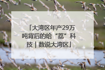 大湾区年产29万吨背后的给“荔”科技｜数说大湾区