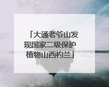 大通老爷山发现国家二级保护植物山西杓兰
