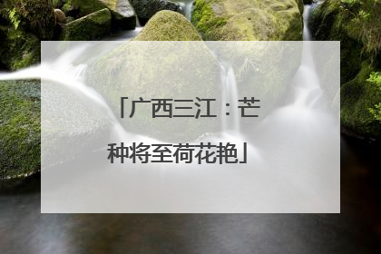 广西三江：芒种将至荷花艳