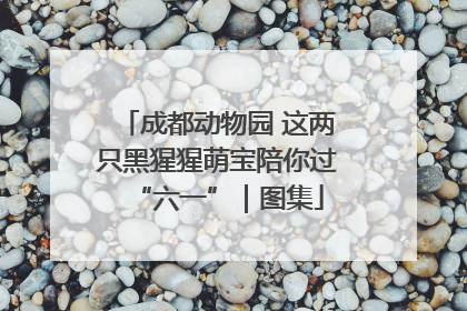 成都动物园 这两只黑猩猩萌宝陪你过“六一”｜图集