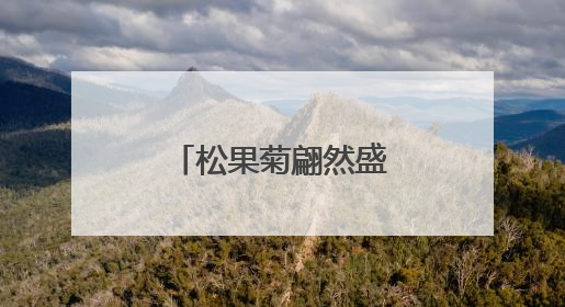 松果菊翩然盛开，像夏天写给大地的情书