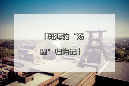 斑海豹“汤圆”归海记