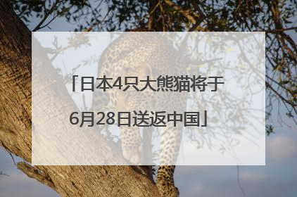 日本4只大熊猫将于6月28日送返中国