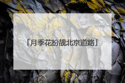 月季花扮靓北京道路