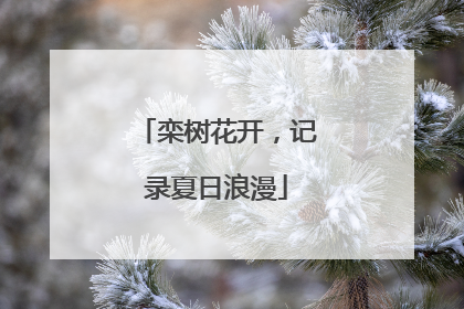 栾树花开，记录夏日浪漫