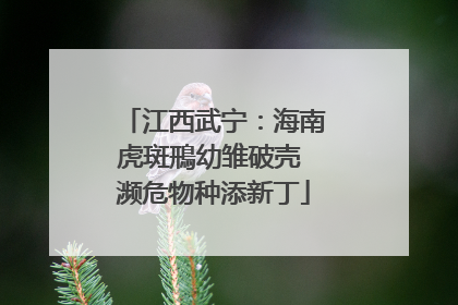 江西武宁：海南虎斑鳽幼雏破壳 濒危物种添新丁