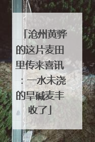 沧州黄骅的这片麦田里传来喜讯：一水未浇的旱碱麦丰收了