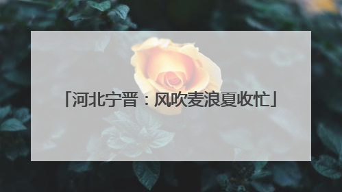 河北宁晋：风吹麦浪夏收忙