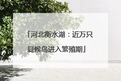 河北衡水湖：近万只夏候鸟进入繁殖期