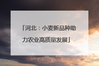 河北：小麦新品种助力农业高质量发展