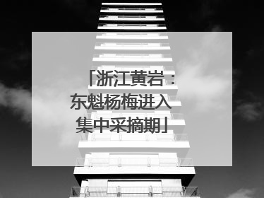 浙江黄岩：东魁杨梅进入集中采摘期
