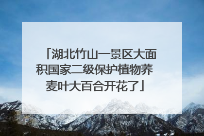 湖北竹山一景区大面积国家二级保护植物荞麦叶大百合开花了
