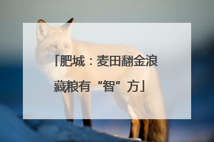 肥城：麦田翻金浪藏粮有“智”方