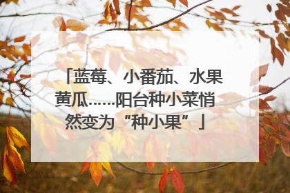 蓝莓、小番茄、水果黄瓜……阳台种小菜悄然变为“种小果”