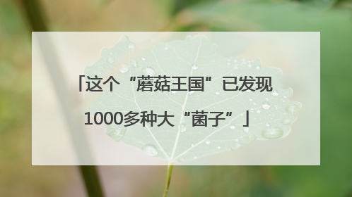 这个“蘑菇王国”已发现1000多种大“菌子”