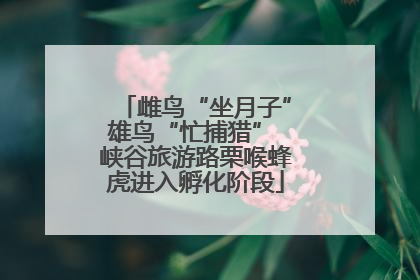 雌鸟“坐月子”雄鸟“忙捕猎” 峡谷旅游路栗喉蜂虎进入孵化阶段