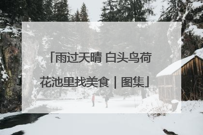 雨过天晴 白头鸟荷花池里找美食｜图集