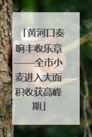 黄河口奏响丰收乐章——全市小麦进入大面积收获高峰期