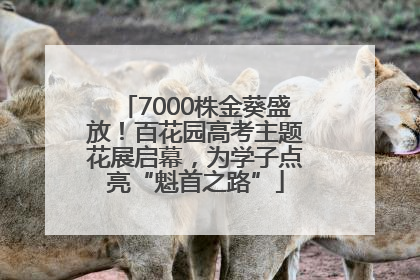 7000株金葵盛放！百花园高考主题花展启幕，为学子点亮“魁首之路”